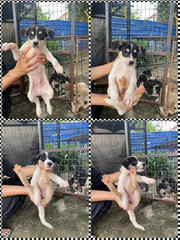 Urgent Adoption For Puppies - Mixed Breed Dog