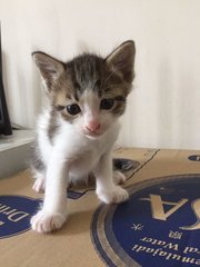 Fifa/mbappe/timah/bilal/ecah  - Tabby Cat