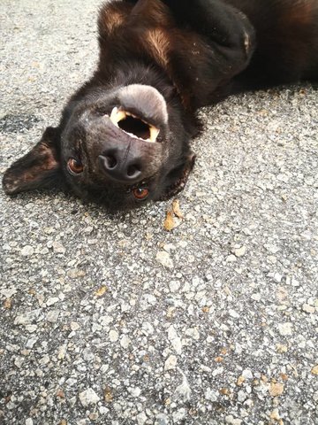 Moira - Labrador Retriever Mix Dog