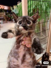 Brownie - Domestic Short Hair Cat