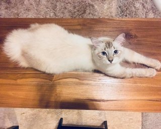 Snowie - Domestic Medium Hair Cat