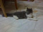 Dyren Annabeth Seri Bhoolat - Domestic Long Hair Cat