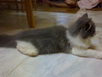 Dyren Annabeth Seri Bhoolat - Domestic Long Hair Cat