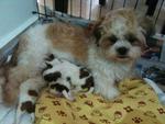 Cino - Shih Tzu Dog