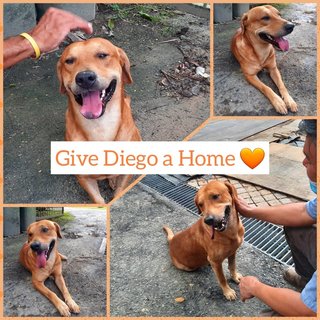 Diego - Mixed Breed Dog