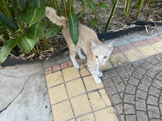 PF103012 - Oriental Tabby Cat