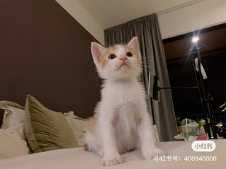 Ginger  - Domestic Short Hair Cat