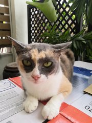 Sassy - Calico Cat