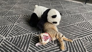 Anggun - Ocicat + Singapura Cat
