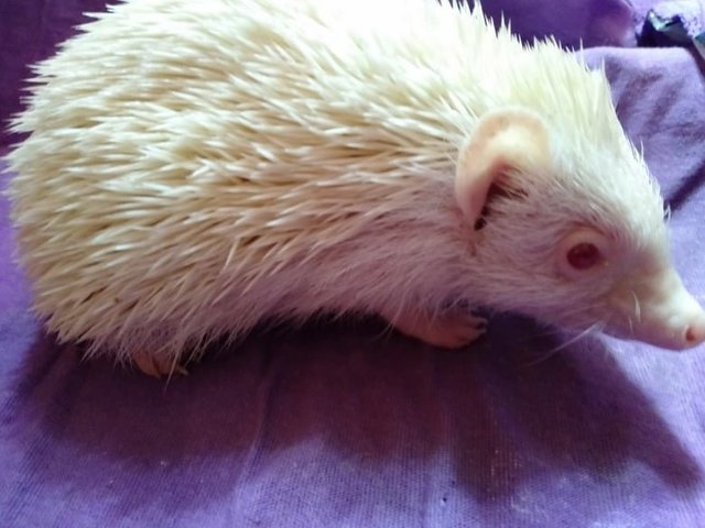 Hedgehog - Hedgehog Small & Furry
