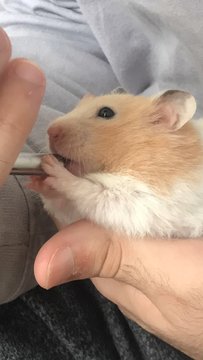 Miss Chungus - Syrian / Golden Hamster Hamster