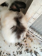 Fluffy - Angora Rabbit Rabbit