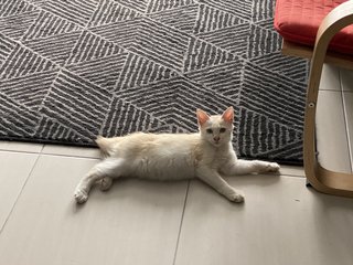 Jebat - Domestic Medium Hair + Turkish Angora Cat