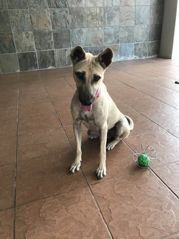 Scooby-doo - Mixed Breed Dog