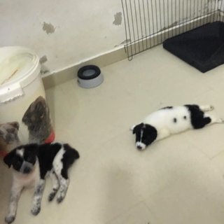❤️✨ Bear Bear Girl✨❤️ Toilet Trained - Mixed Breed Dog