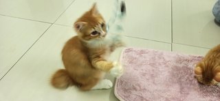 Kocthka - Domestic Short Hair Cat