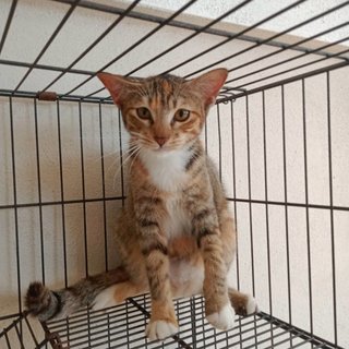 Kiki And Oyen - Domestic Short Hair Cat