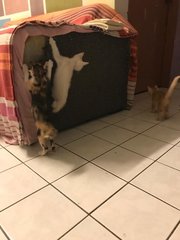 2 Female Kittens - Calico + Domestic Short Hair Cat