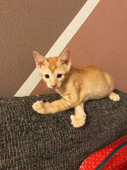 2 Female Kittens - Calico + Domestic Short Hair Cat