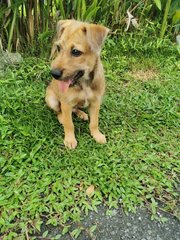 Zimba - Mixed Breed Dog