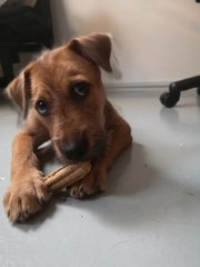 Zimba - Mixed Breed Dog