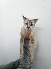 Mama - Domestic Short Hair + Siamese Cat