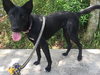 Beauty - Mixed Breed Dog