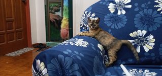 Thelma - Domestic Medium Hair Cat