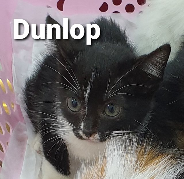 Dunlop - Domestic Short Hair Cat