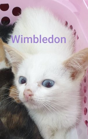 Wimbleton - Domestic Short Hair Cat