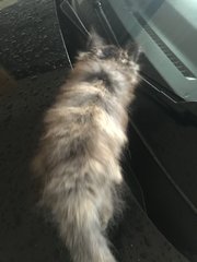 Peanut  - Domestic Medium Hair Cat