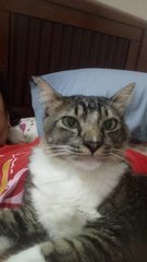 Rain/ren - Domestic Short Hair Cat