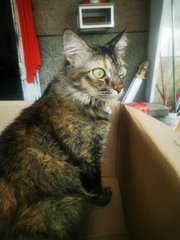 Kitty - Domestic Short Hair + Tabby Cat