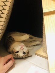 Sudoku  - Domestic Short Hair Cat