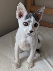 Logan - Domestic Short Hair Cat