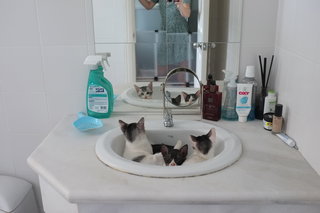 Spot And Pip - Domestic Short Hair Cat