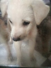 小白 Little White - Mixed Breed Dog