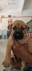 Milly (Ak Chote) - Mixed Breed Dog