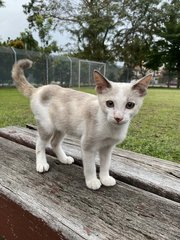 Peaches - Domestic Short Hair Cat