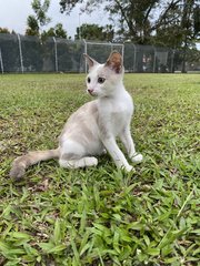 Peaches - Domestic Short Hair Cat