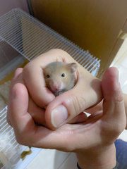 Hamster Baby (No Name Yet) - Syrian / Golden Hamster Hamster