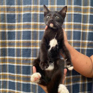Socks - Domestic Short Hair Cat