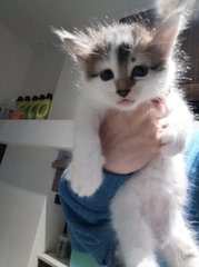Mumy &amp; Kits - Domestic Medium Hair Cat
