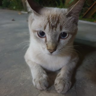 PF103683 - Domestic Short Hair Cat
