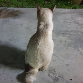 PF103683 - Domestic Short Hair Cat