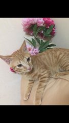 Payal &amp; Kittens (Kanaga) - Domestic Short Hair + Calico Cat