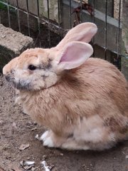 Brownie - Belgian Hare Rabbit