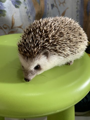 Along - Hedgehog Small & Furry