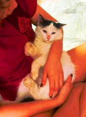 Pipin - Domestic Medium Hair Cat