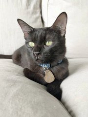 Tinsel - Domestic Short Hair Cat